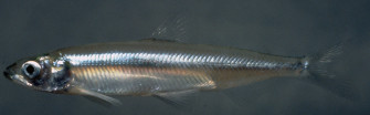 Longfin Smelt Photo And Wallpaper