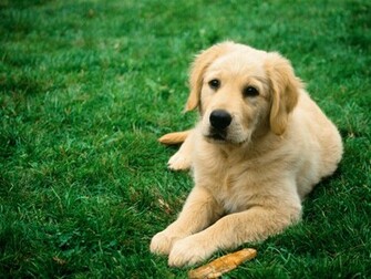 Dogs Wallpaper Dog For