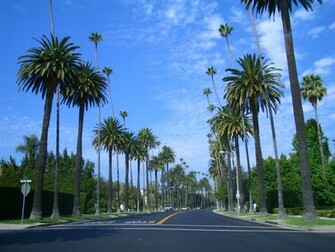 Hipster Palm Tree Wallpaper HD