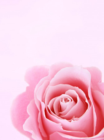 Rose iPhone Wallpaper