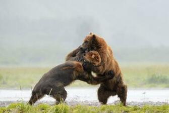 Grizzly Bear Wallpaper Image Photos Pictures Background
