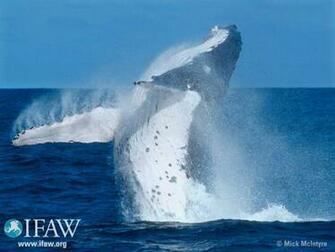 Whales Wallpaper HD