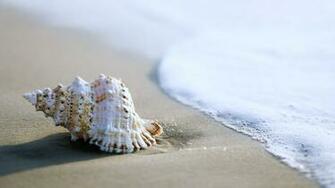 Sea Shell Wallpaper Stream