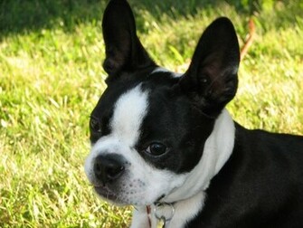 Boston Terrier Pictures Wallpaper Of