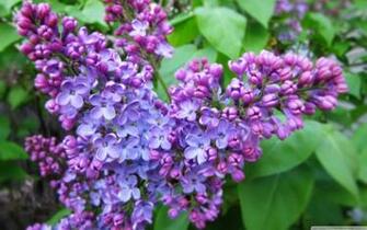 Spring Lilac Wallpaper HD