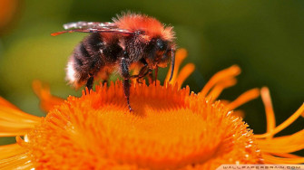 Bee Wallpaper