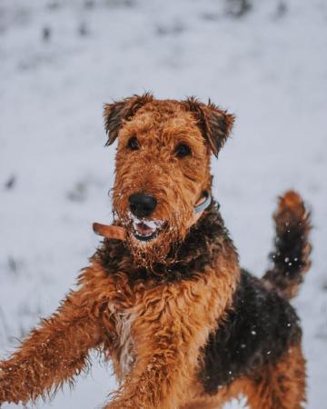 Airedale Terrier Pictures Image