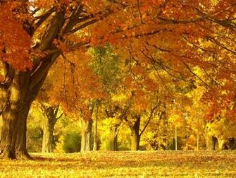 Yellow And Gold Carpet Wallpaper Wallpaperesque