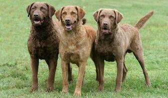 Chesapeake Bay Retriever Dog Breed History And Some Interesting
