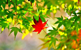 Maple Leaf Picture Photo Wallpaper