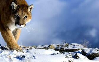Puma Animal Wallpaper HD Background Of Your Choice