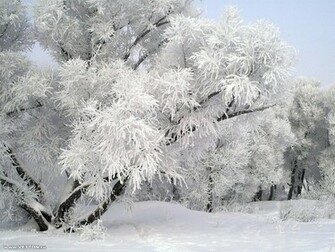Sweden Winter Nature Scene Pictures Gallary Wallpaper