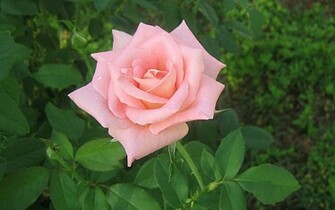 Pink Roses