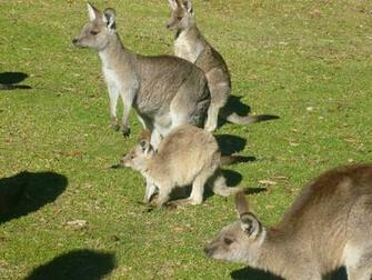 Goup Of Baby Kangaroo S Wallpaper