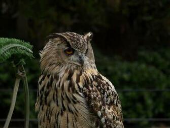 Hoot Owl By Laura Allenby