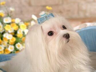 Maltese Dogs Wallpaper