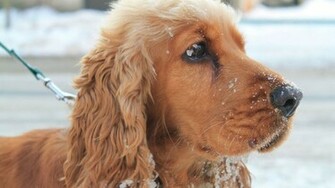 English Cocker Spaniel Head Wallpaper