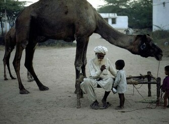 Camel Wallpaper Jpg