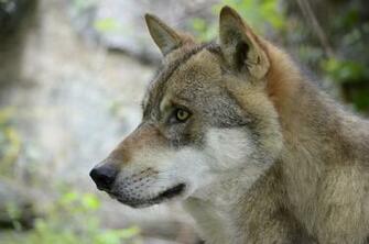 Wolf Face Wallpaper HD In Wild