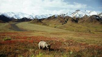 Denali National Park Wallpaper At Wallpaperbro