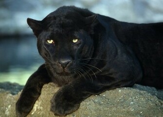 In One Lovely Desktop Mobile Wallpaper Black Big Cats