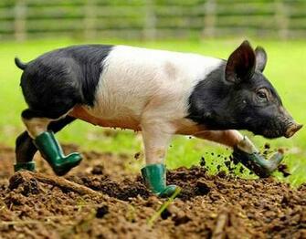 Pig Wallpaper Fun Animals Wiki Videos Pictures Stories