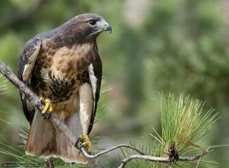 Wallpaper Red Tailed Hawk Buzzard Desktop