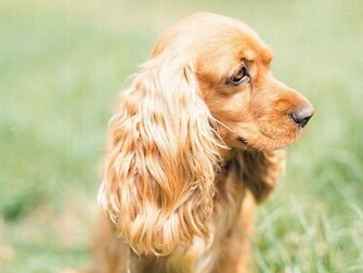 Cocker Spaniel Dogs Wallpaper