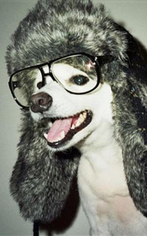 Dog Glasses Nerd Mobile Wallpaper Mobiles Wall