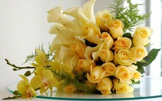 Flowers Roses Yellow Rose Wallpaper Nature HD