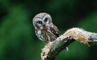 X Colorful Owl Wallpaper Top