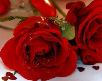 HD Wallpaper Valentine S Day X Kb Jpeg