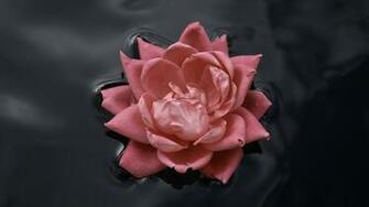 Pink Roses Water Nature Macro Flowers Rose Black