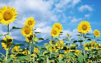 Wallpaper Flower Sunflower Flowers