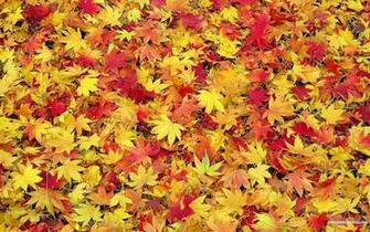 Fall Leaves Wallpaper