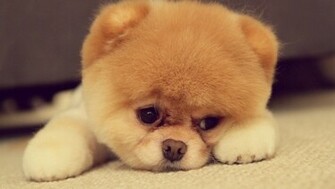 Cats And Dogs HD Wallpaper Pack Funmole
