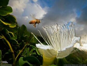 Photo Animals Wallpaper National Geographic Of The Day
