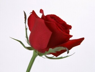Single Red Rose Wallpaper