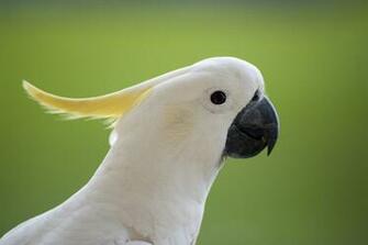 Cockatoo Wallpaper Animal Hq Pictures 4k