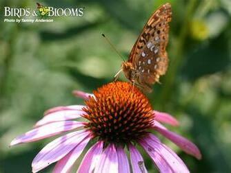 Bird Photography Tips Birds Blooms