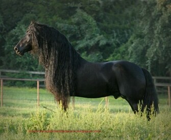 Friesian Horse Pictures
