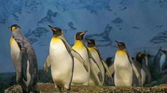 King Penguin Daylight Outdoor HD Wallpaper Stream