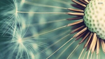 Dandelion Wallpaper