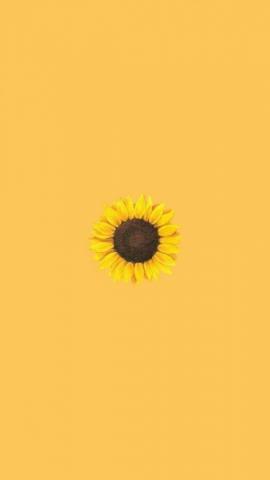 Yellow Sunflower Wallpaper iPhone