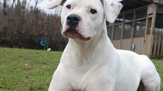 Dogo Argentino Wallpaper HD