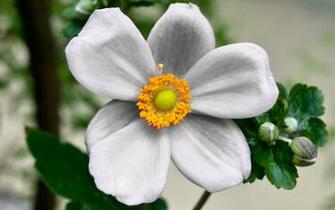 Cool Flowers HD Wallpaper Elsoar