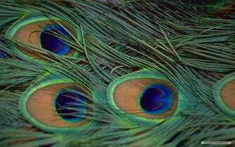 Wallpaper Animal Microsoft Exquisite Pictures