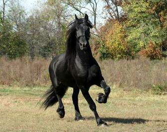 HD Animals Wallpaper Friesian Black Running Horse