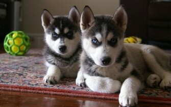 Cutest Siberian Husky Puppy Pictures And Wallpaper Imgstocks