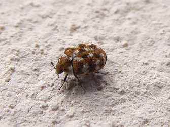 Are Carpet Beetles A Big Deal Unveiling The Truth About These Tiny Wallpaper